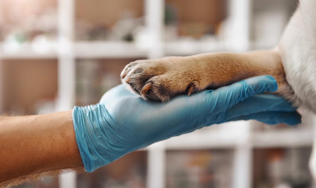 Probas diagnósticas en Salceda de Caselas