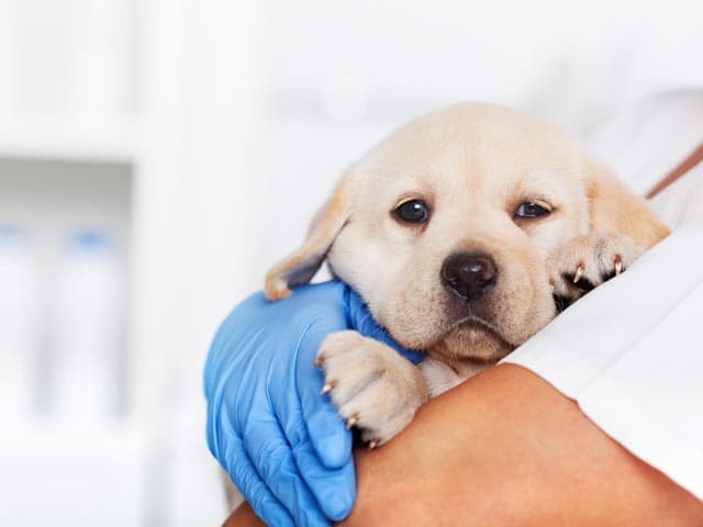 Últimas novidades de Serveco - Servizos Veterinarios