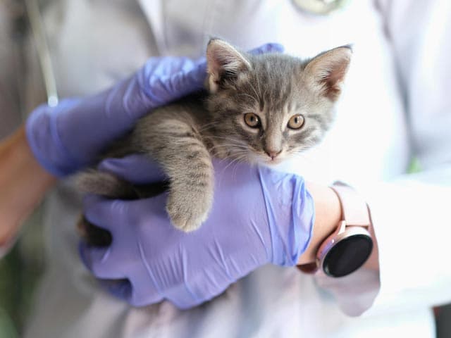 Contactar con Serveco - Servizos Veterinarios