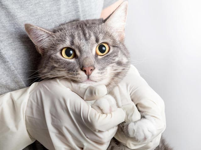 Servizos veterinarios en Salceda de Caselas