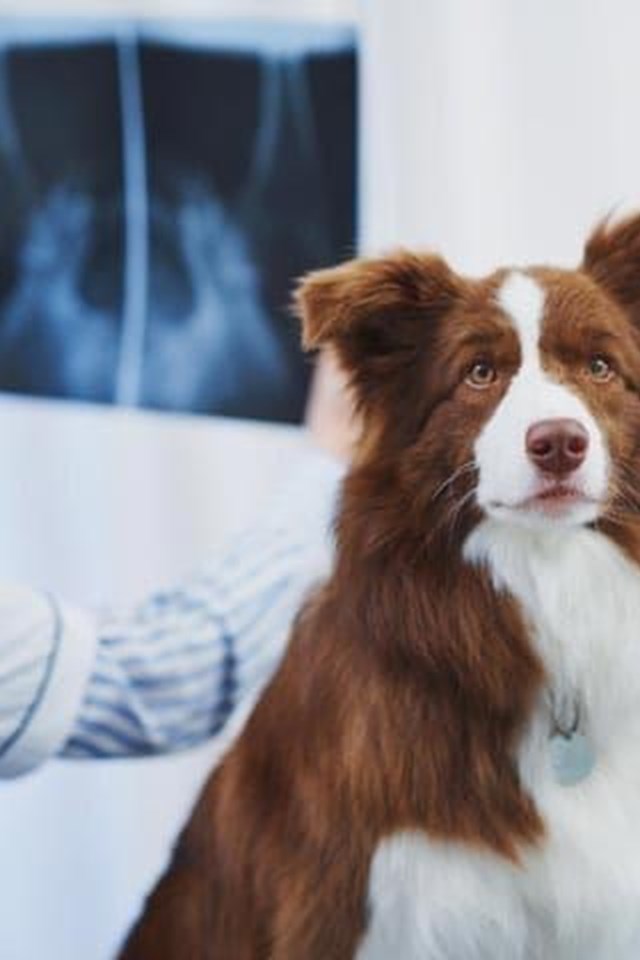 Su veterinario de confianza en Salceda de Caselas