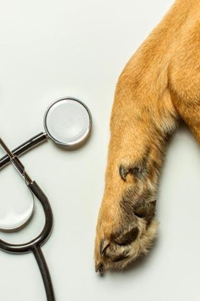 Todo para a saúde da súa mascota